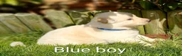 German Shepherd dogs for sale: Gorgeous German Shepherd pups for sale - Advert 19