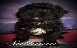Cavapoo dogs for sale: Beautiful miniature cavapoo babies - Image 4