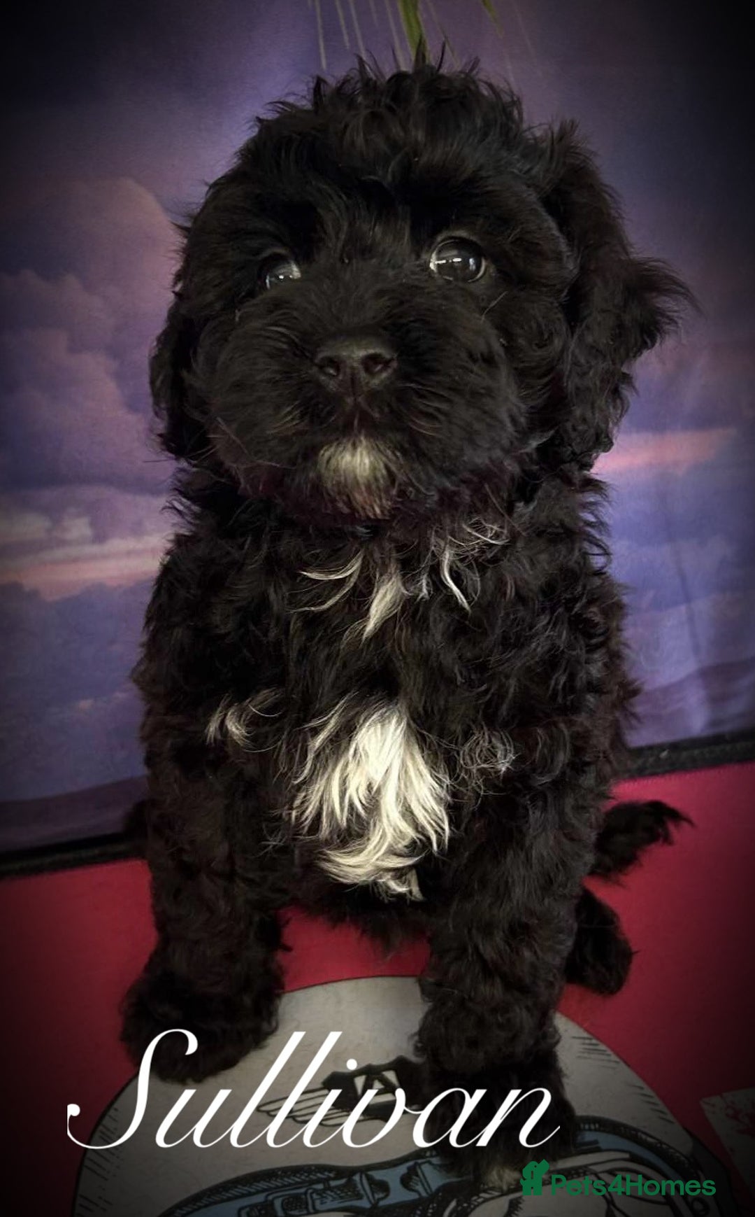 Cavapoo dogs for sale: Beautiful miniature cavapoo babies - Image 4