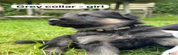 German Shepherd dogs for sale: Beautiful German shepherd pups  - Advert 8