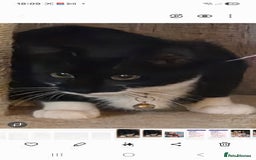 Mixed Breed cats for sale: Kitten  - Image 2