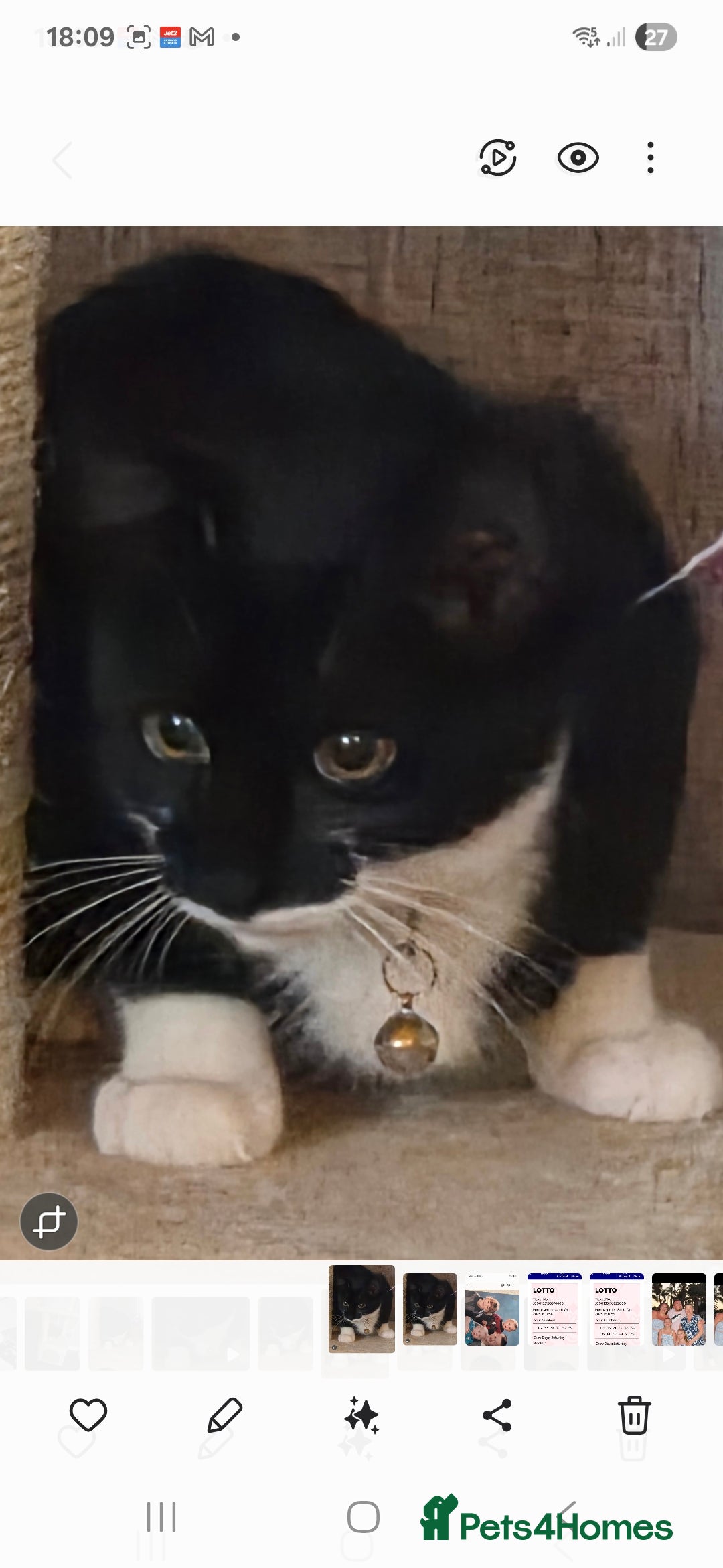 Mixed Breed cats for sale: Kitten  - Image 2