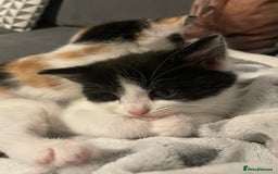 Domestic Shorthair cats for sale: Black/white female kitten 7 weeks old - Image 2
