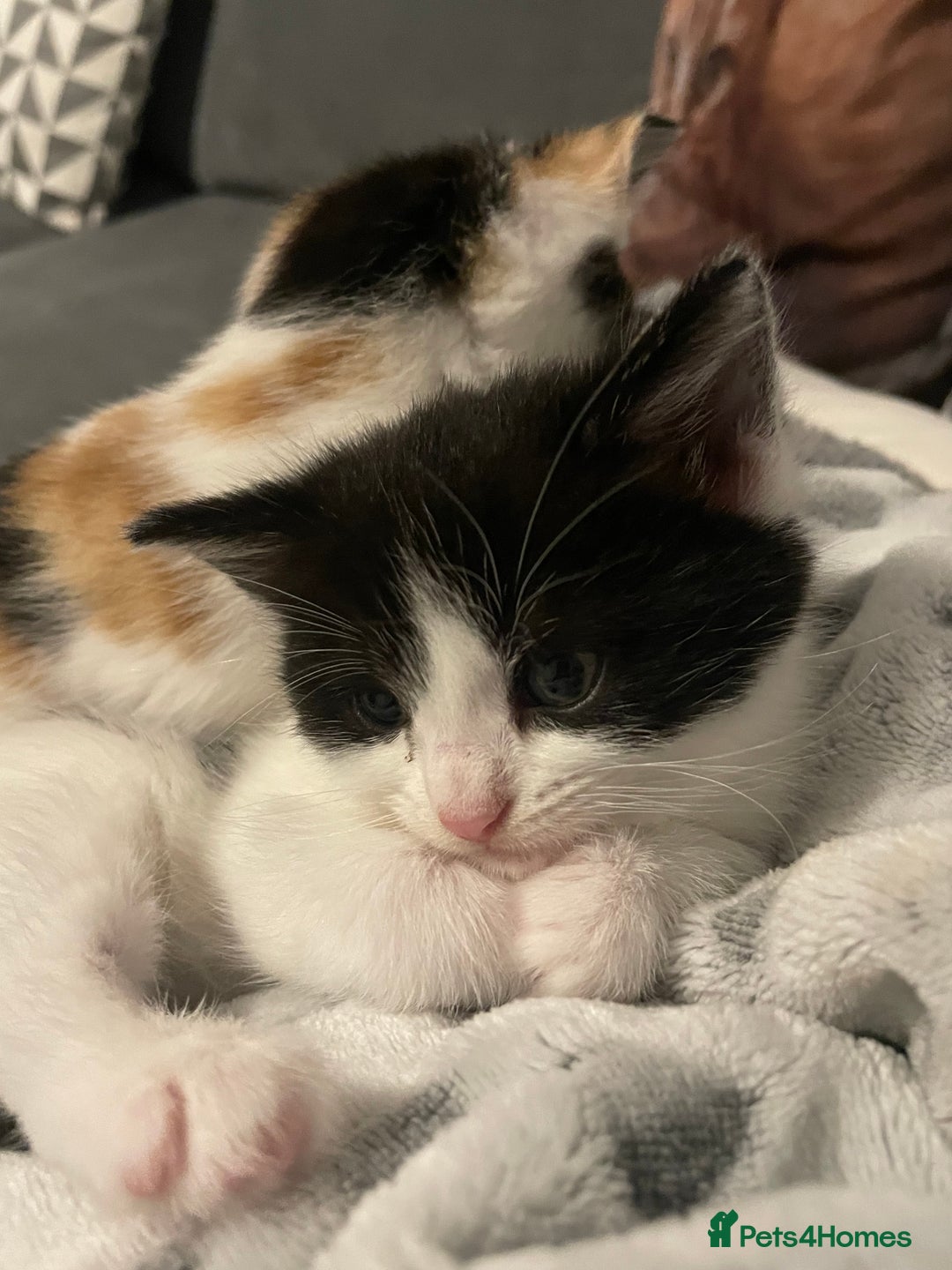 Domestic Shorthair cats for sale: Black/white female kitten 7 weeks old - Image 2