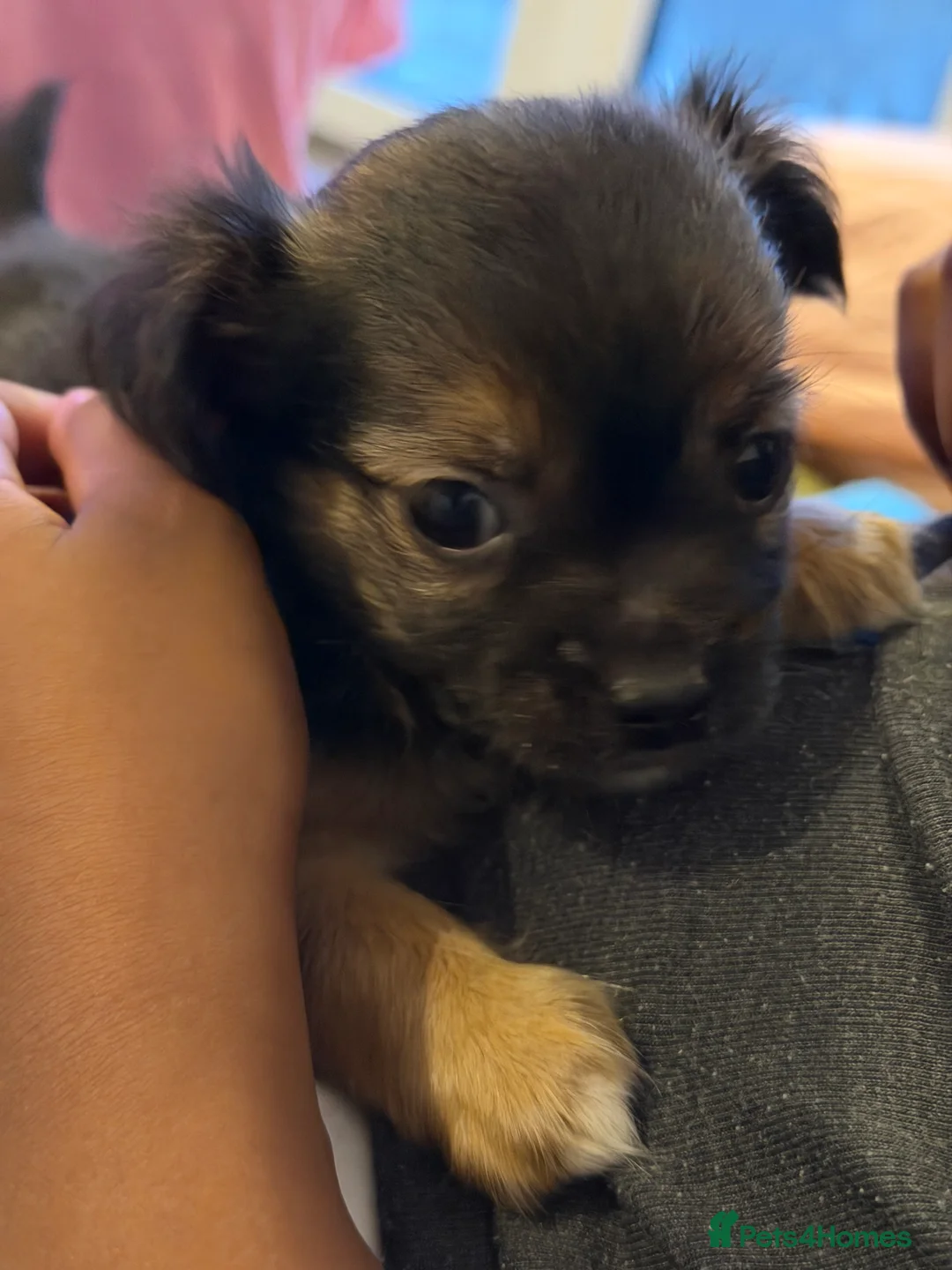 Chihuahua dogs for sale: Four gorgeous Chihuahua puppies - Advert 2