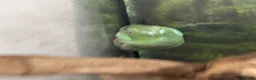 Frog reptiles for sale: 4 adult tree frogs with setup.  - Advert 3