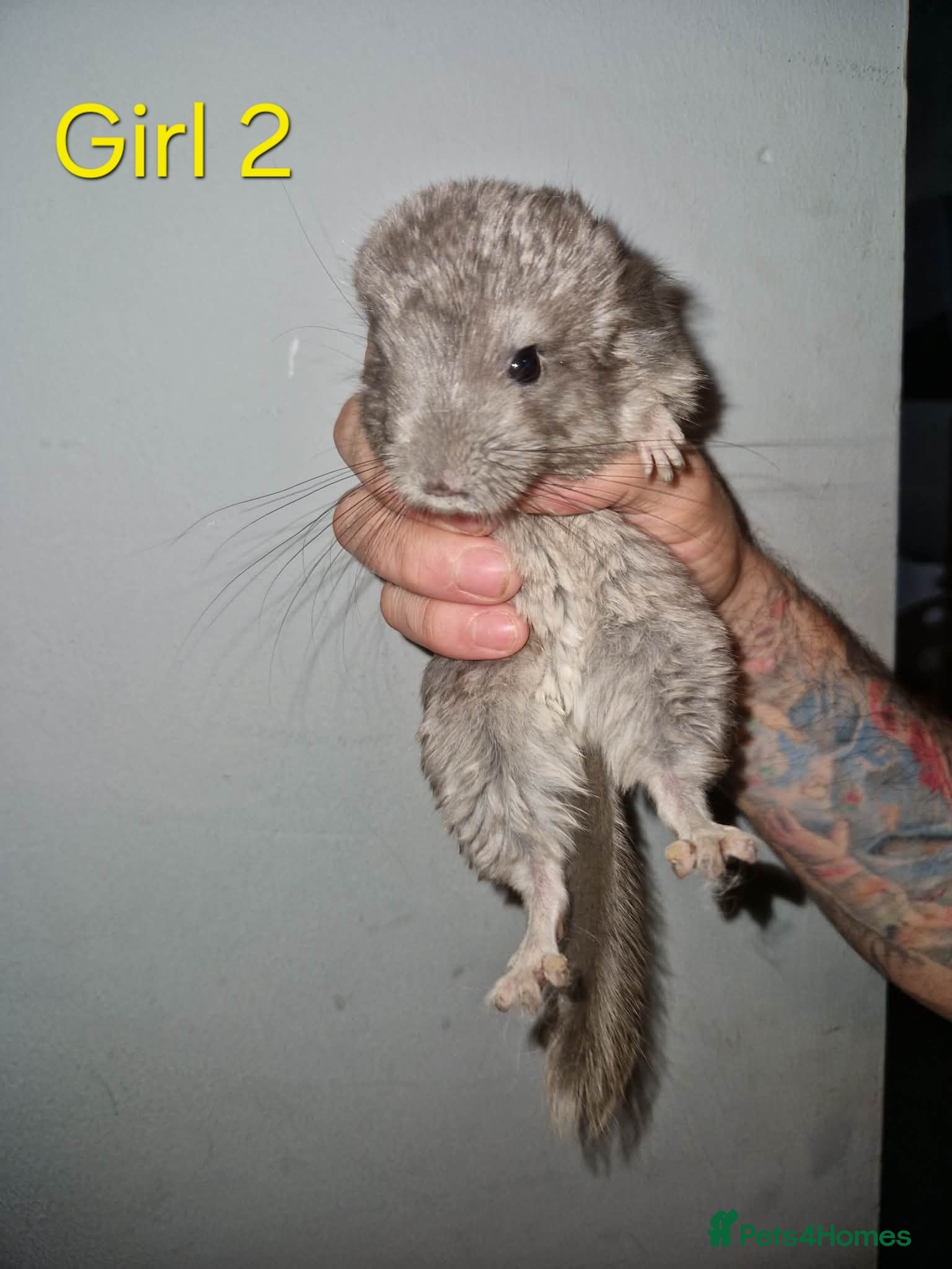 Chinchilla rodents Chinchilla Kits - Advert 4