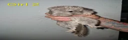 Chinchilla rodents for sale: 1 Female Chinchilla Kit Left - Advert 1