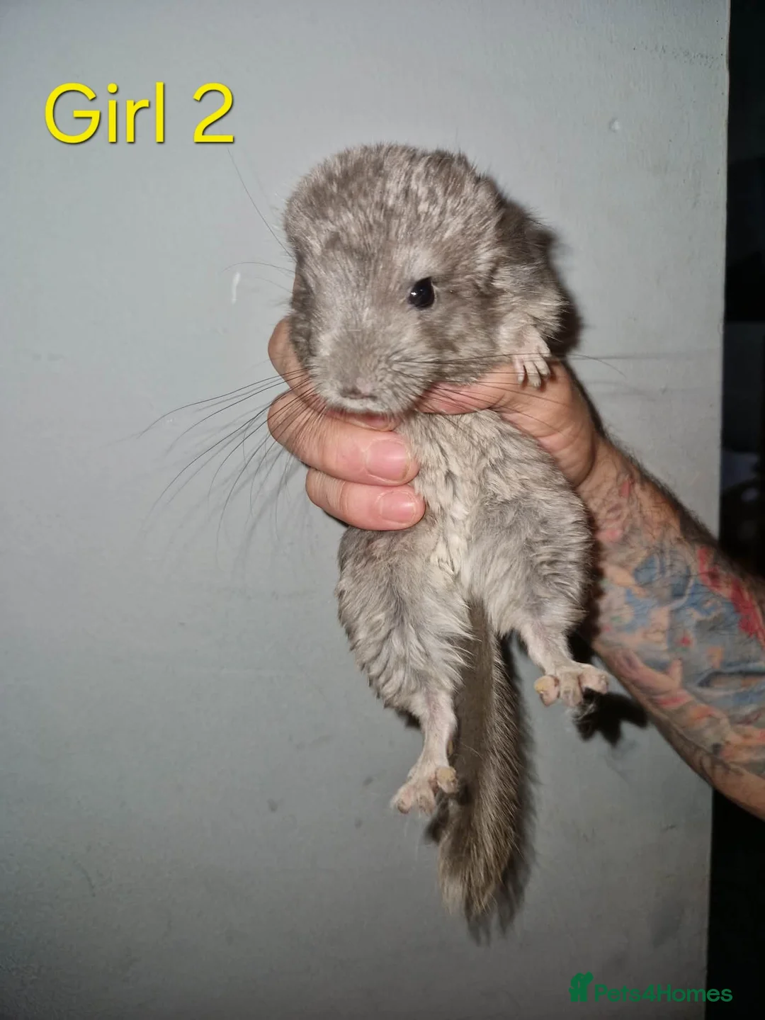 Chinchilla rodents for sale: 1 Female Chinchilla Kit Left - Advert 1