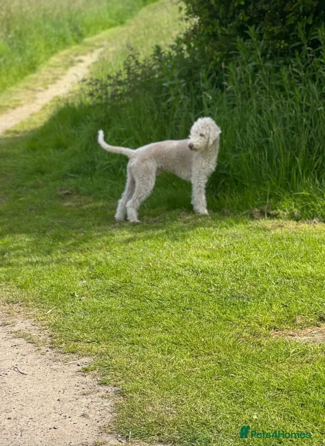 Bedlington Terrier dogs for stud: Bedlington Terrier Stud - Liver - AGE 6 - CT CLEAR in Darlington - Advert 6