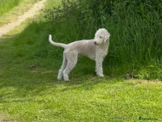 Bedlington Terrier dogs Bedlington Terrier Stud - Liver - AGE 6 - CT CLEAR - Advert 2