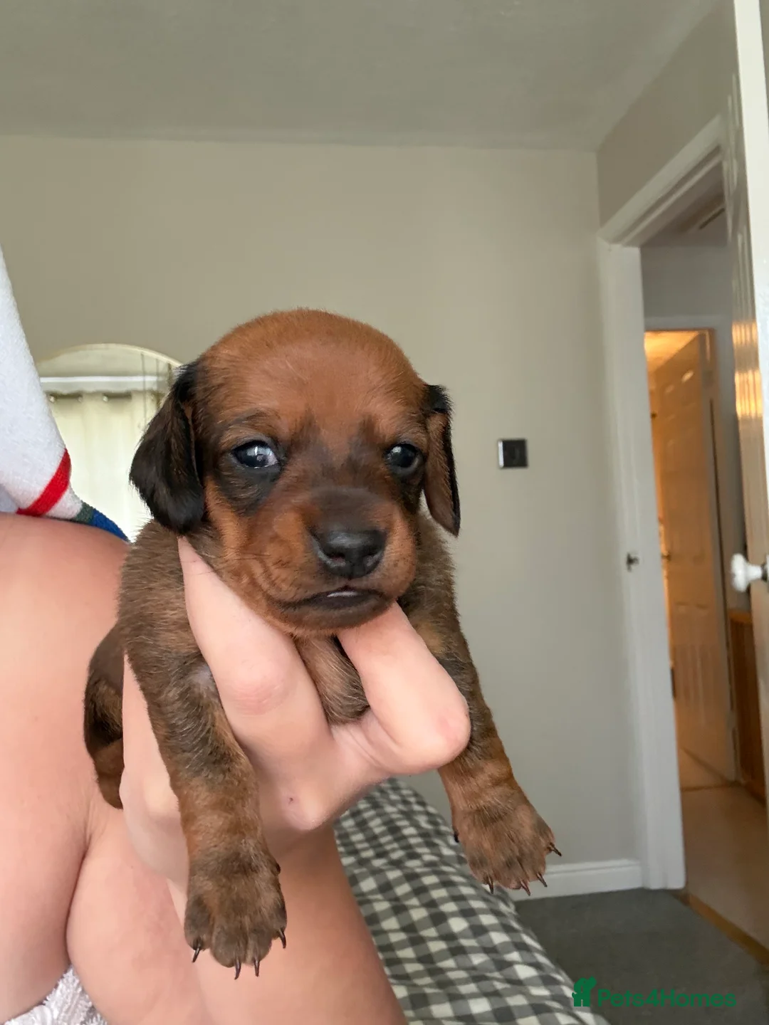 Miniature Dachshund dogs for sale: Three beautiful miniature Dachshund girls  in Hull - Advert 6