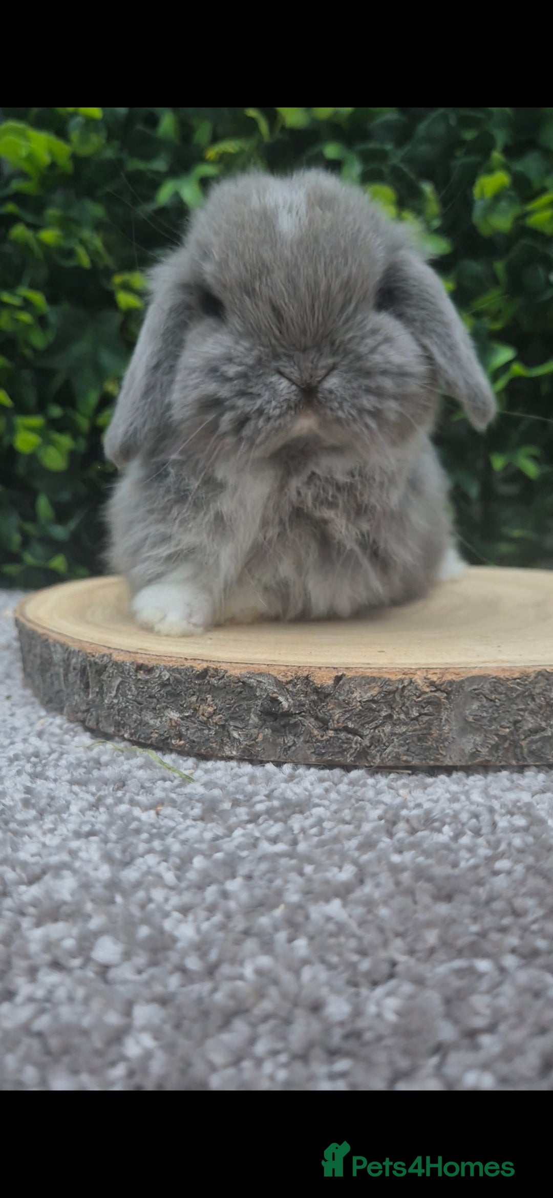 Mini Lop rabbits for sale: Mini lop baby girl ready now - Advert 13