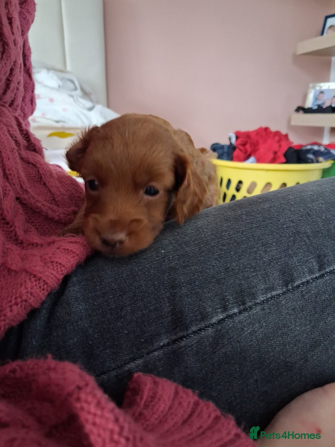 Cockapoo dogs for sale: ** ADORABLE COCKAPOO PUPPIES ** - Advert 17