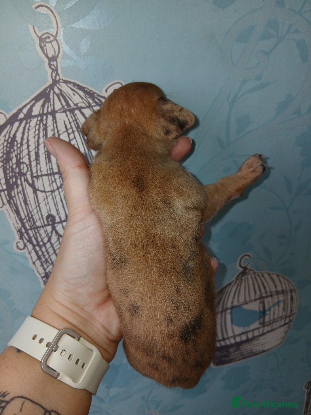Chihuahua dogs for sale: 4 beautiful merle chihuahuas - Image 8