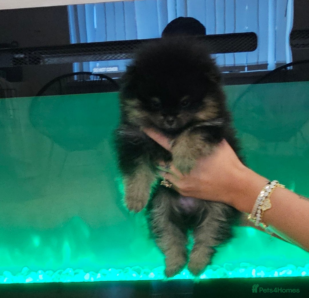 Pomeranian dogs for sale: Miniature Teddy Bear Pomerainian Puppies - Image 2