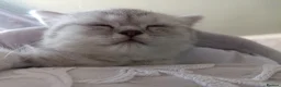 British Shorthair cats for sale: British Shorthair kittens. - Advert 3
