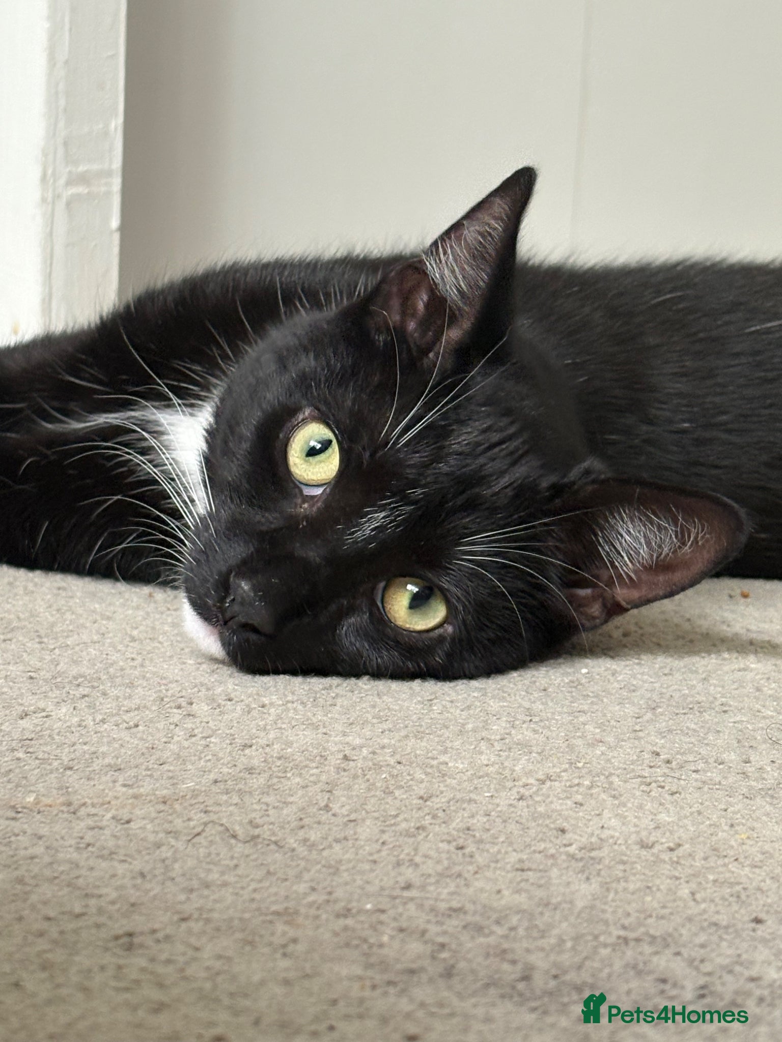 Mixed Breed cats black and white male cat  - Advert 1