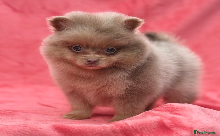 Pomeranian dogs - Advert 9
