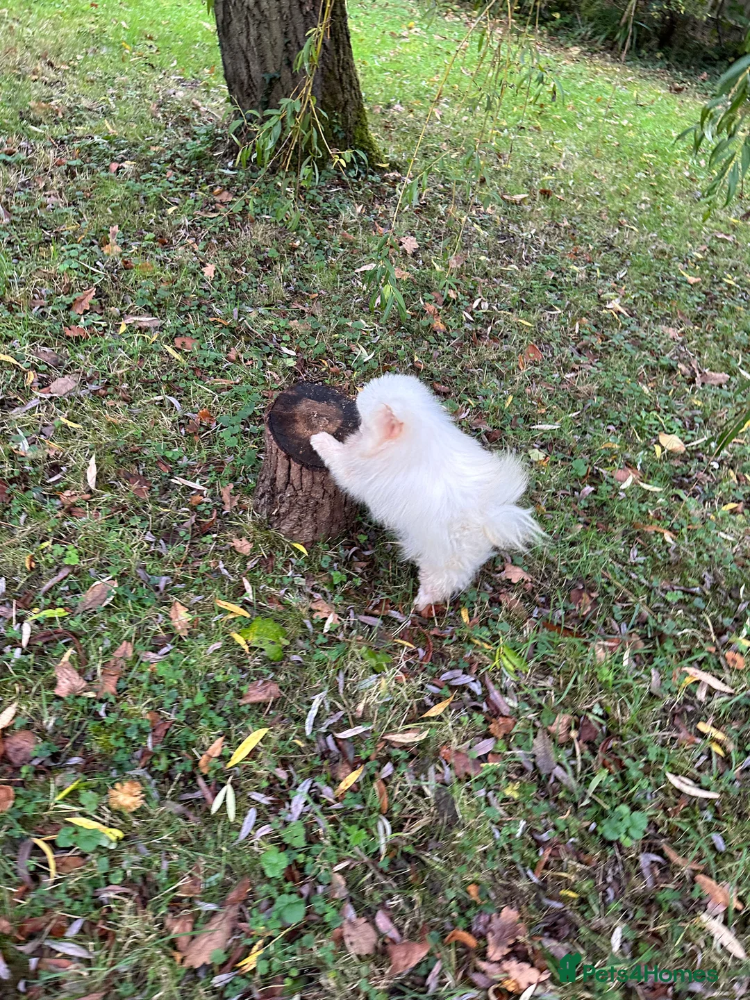 Pomeranian dogs for stud: Kc pure white 1.2 kg Pomeranian stud in Reigate - Advert 13