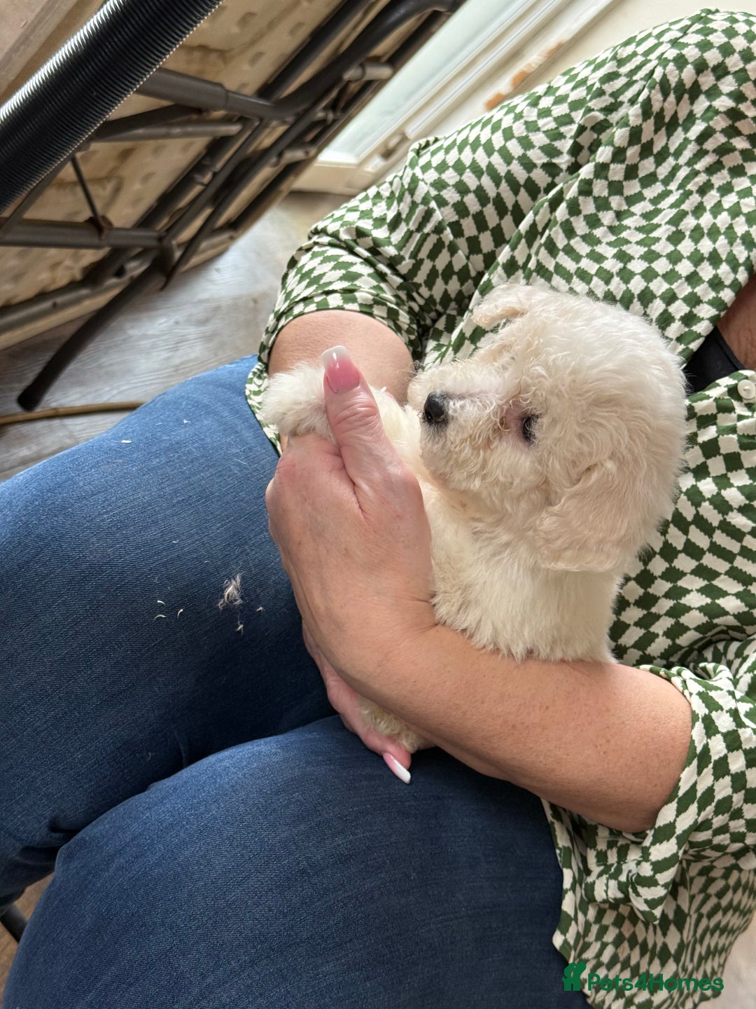 Bichon Frise dogs for sale: Bichon frise - Advert 9