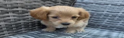 Maltipoo dogs for sale: Maltipoo lovely, cutest puppy - Advert 9