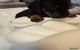 Dachshund dogs for sale: Dachshunds for sale   - Image 38