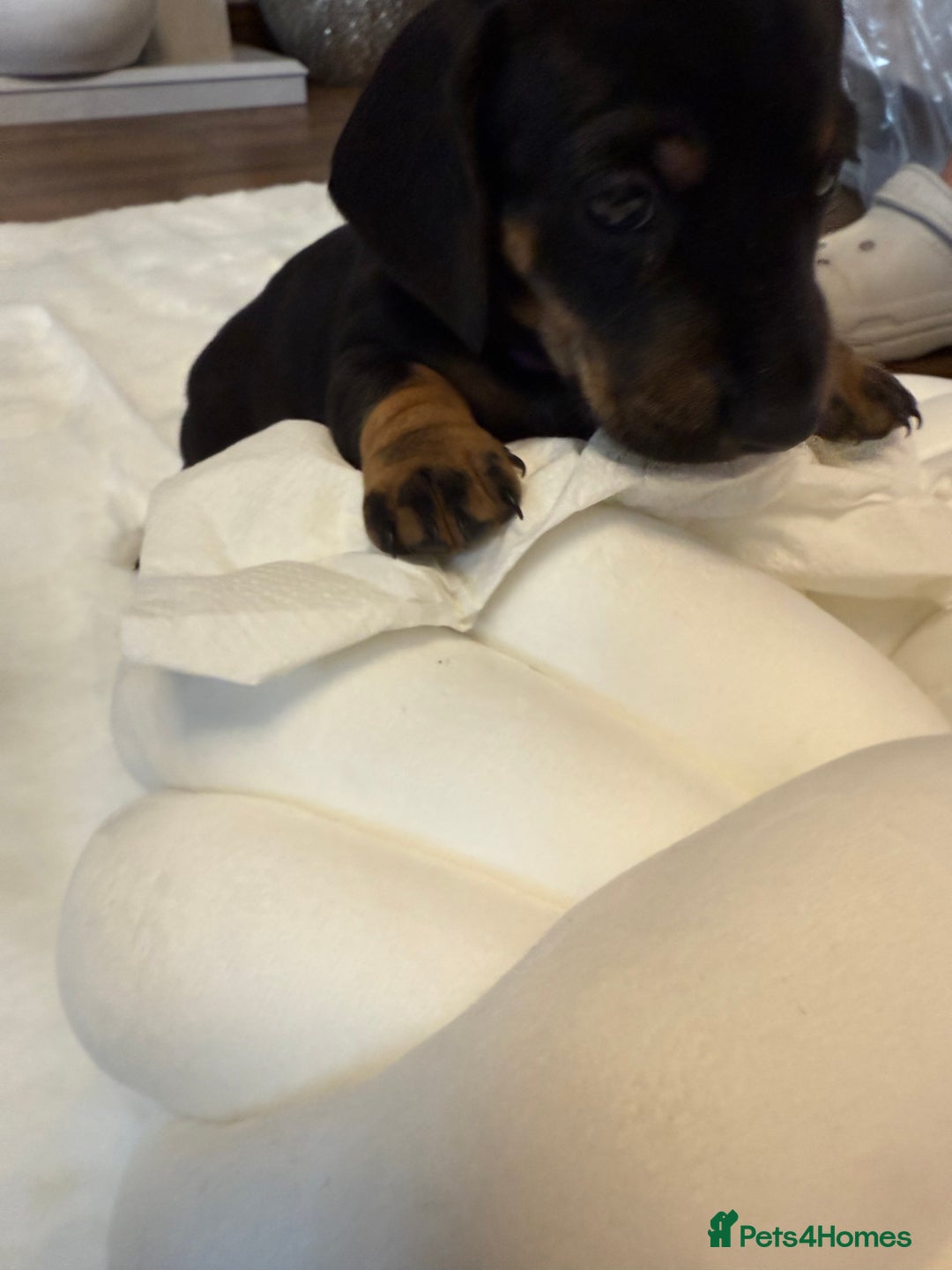 Dachshund dogs for sale: Dachshunds for sale   - Image 38