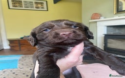 Sprocker dogs for sale: Gorgeous F1 health tested Sprockers  - Advert 15