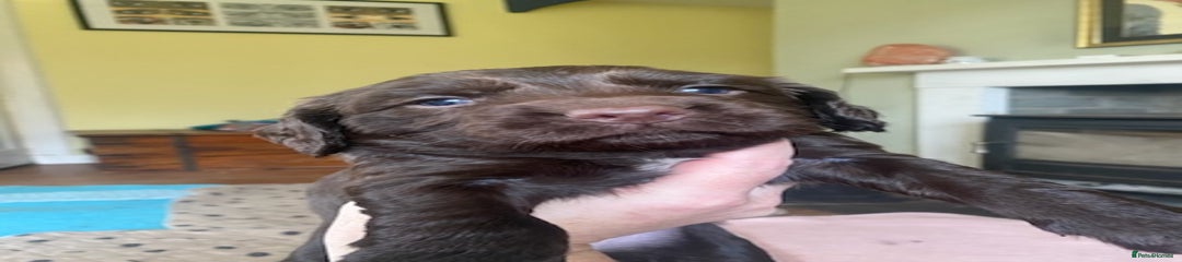 Green/pink-liver bitch 