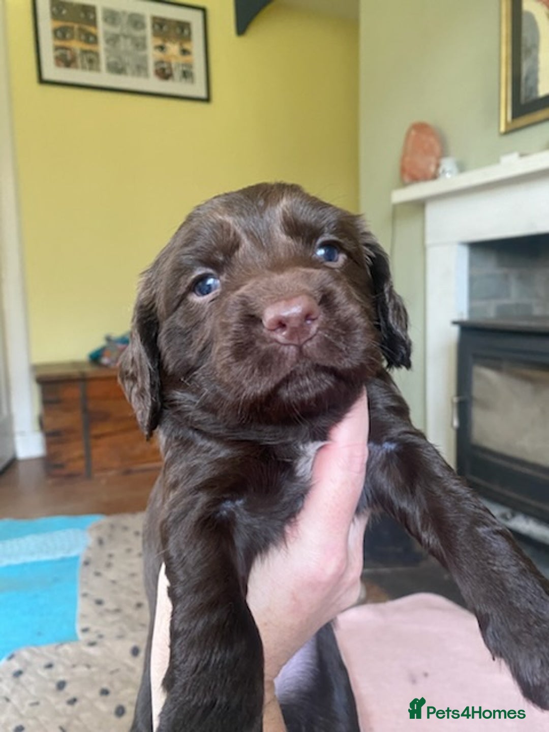 Sprocker dogs for sale: Gorgeous F1 health tested Sprockers  - Advert 15