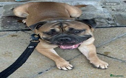 Old Tyme Bulldog dogs for stud: Stud beautiful old Tyme bulldog  - Image 2