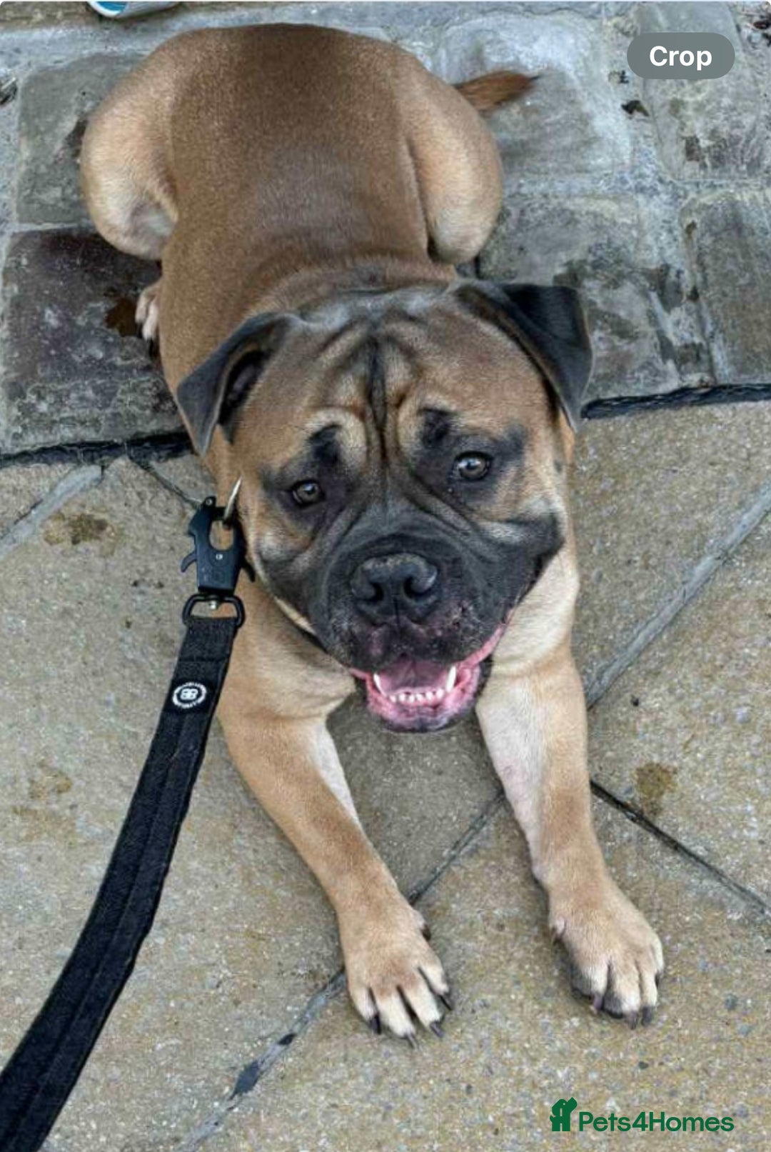 Old Tyme Bulldog dogs for stud: Stud beautiful old Tyme bulldog  - Image 2