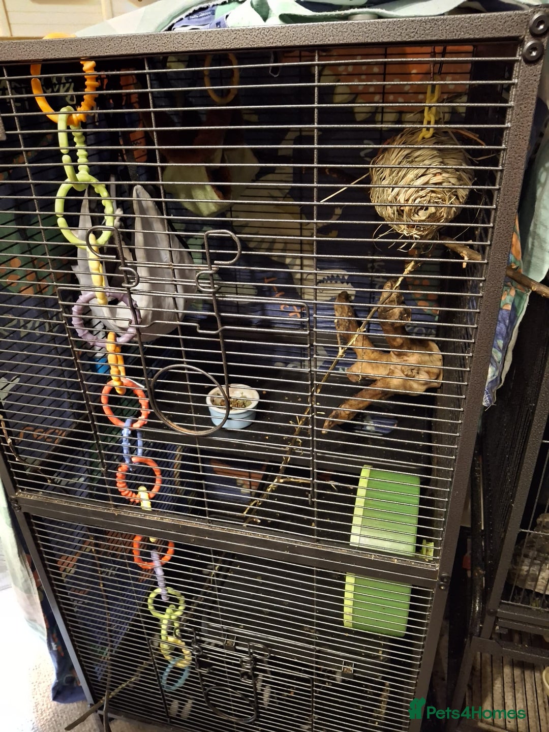 Sugar Glider rodents for sale: Pair of Leucistic Sugar Gliders - Advert 3