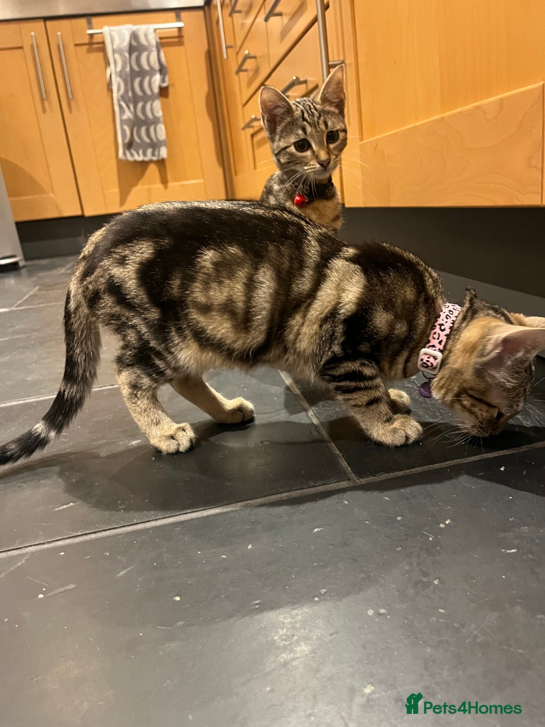 Mixed Breed cats for sale: Sibling Female Bengal x Ragdoll x 2 17 weeks old - Advert 17