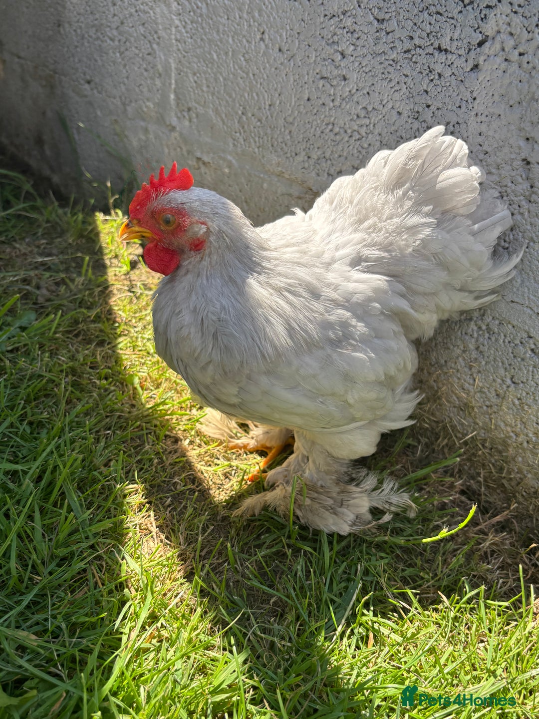 Chickens poultry for sale: Lavender pekin bantams  - Image 3