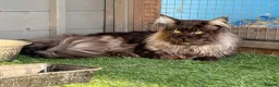 Maine Coon cats for sale: TICA registered Maine Coon kittens  - Advert 9