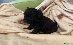 Mixed Breed dogs for sale: Poodle x - Advert 7