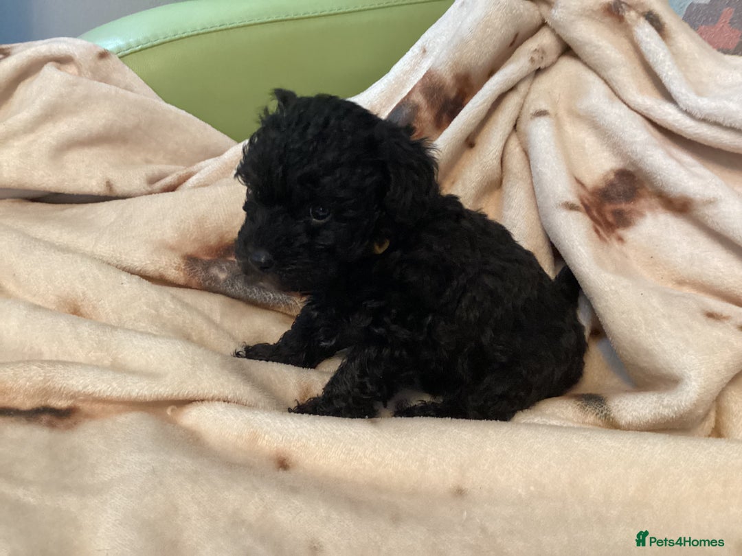 Mixed Breed dogs for sale: Poodle x - Advert 7