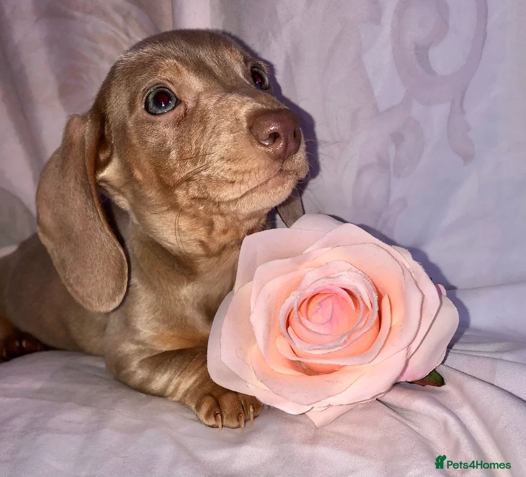 Miniature Dachshund dogs for sale: Miniature beautiful Isabella Girl 🩶🐾 - Advert 4