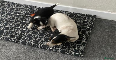 Mixed Breed dogs - Advert 1