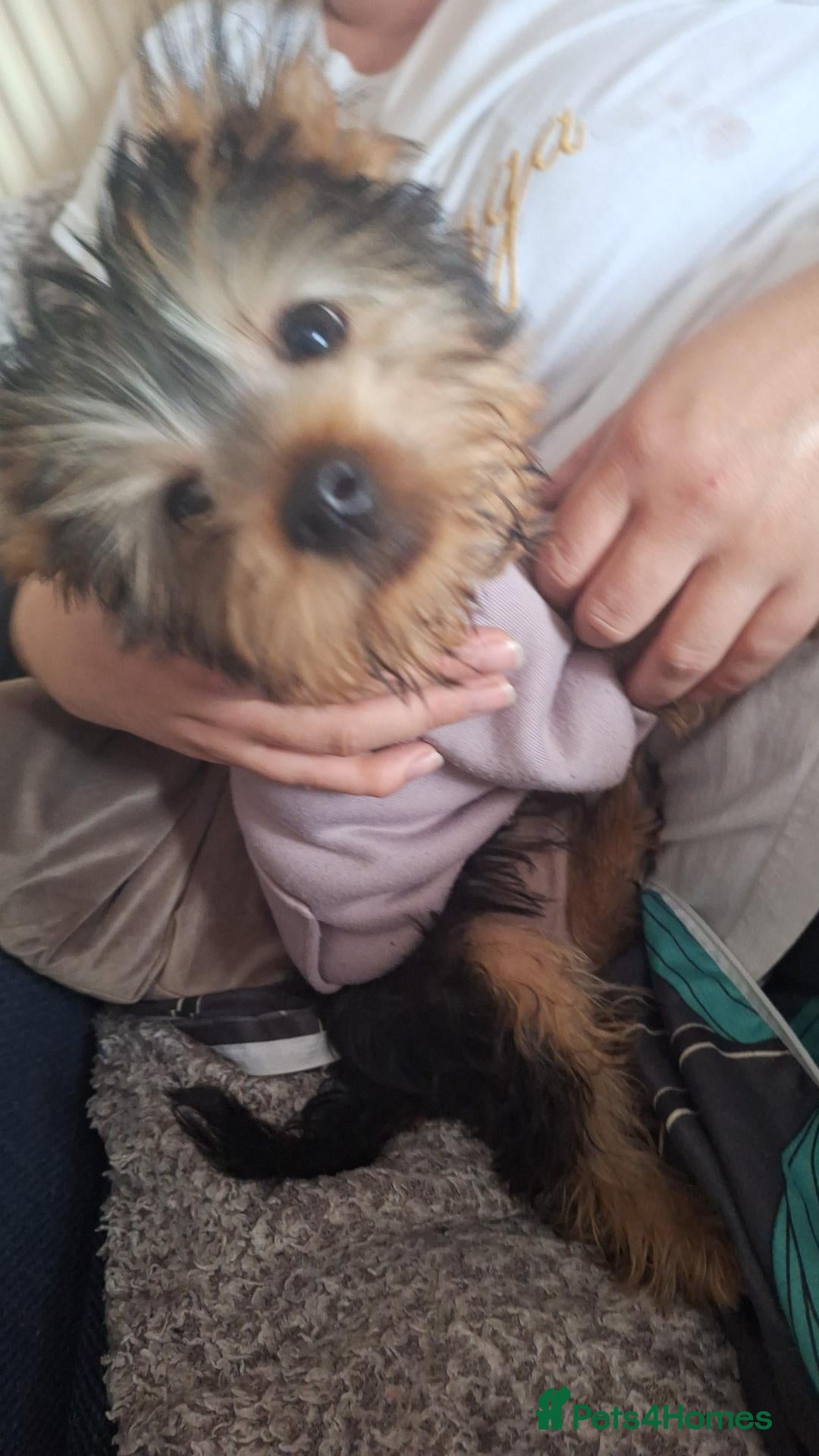 Yorkshire Terrier dogs Yorkshire Terriers  - Advert 1