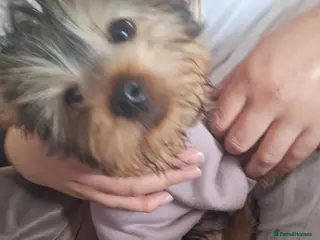 Yorkshire Terrier dogs Yorkshire Terriers - Advert 1