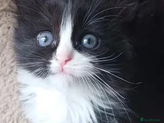 Ragdoll cats CUTE RAGDOLL KITTENS - Advert 1