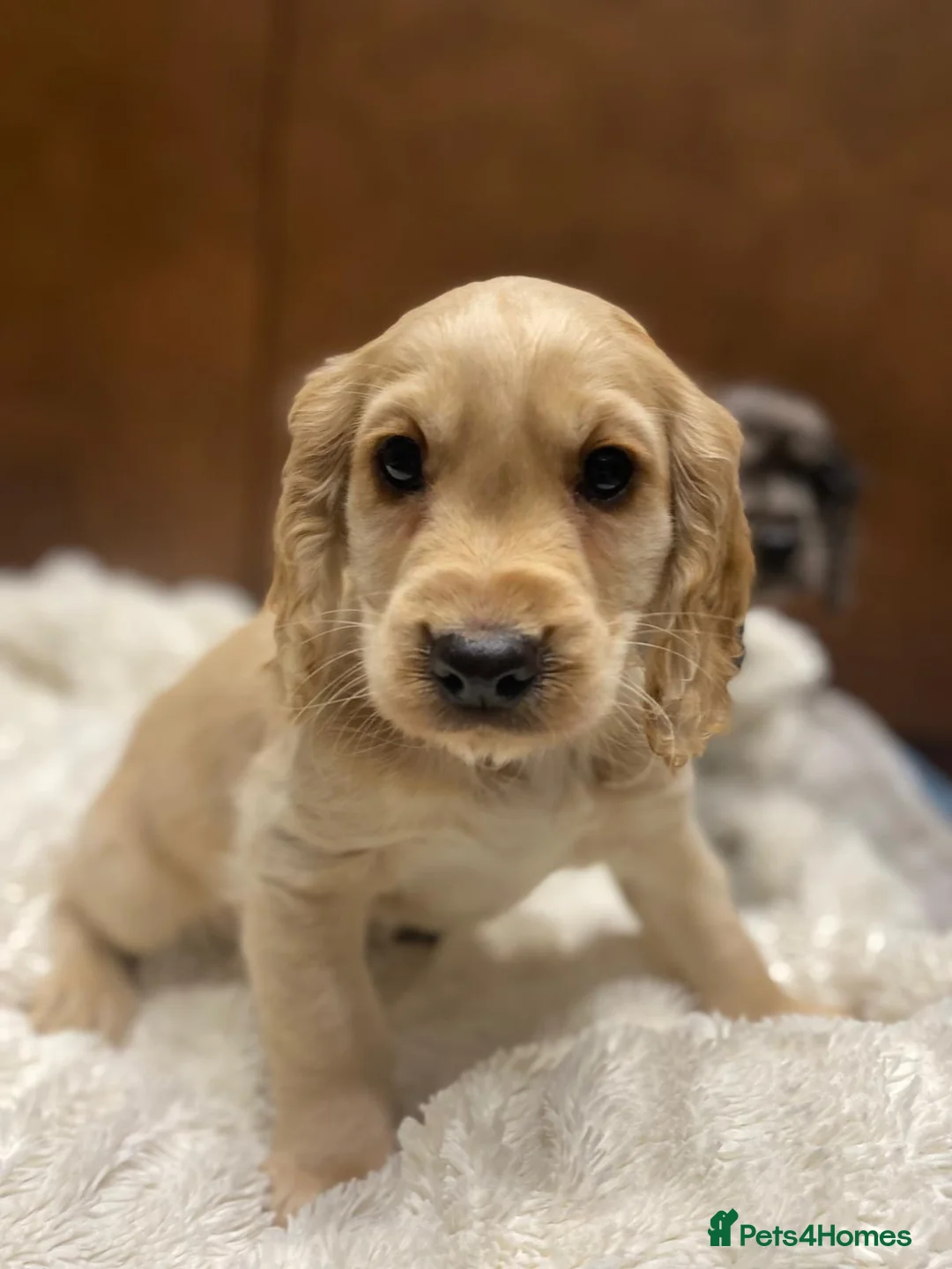 Cocker Spaniel dogs for sale: 🐶 COCKER SPANIEL PUPPIES 🐶  - Advert 13