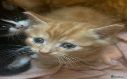 American Shorthair cats for sale: Cute kittens for sale - Image 9