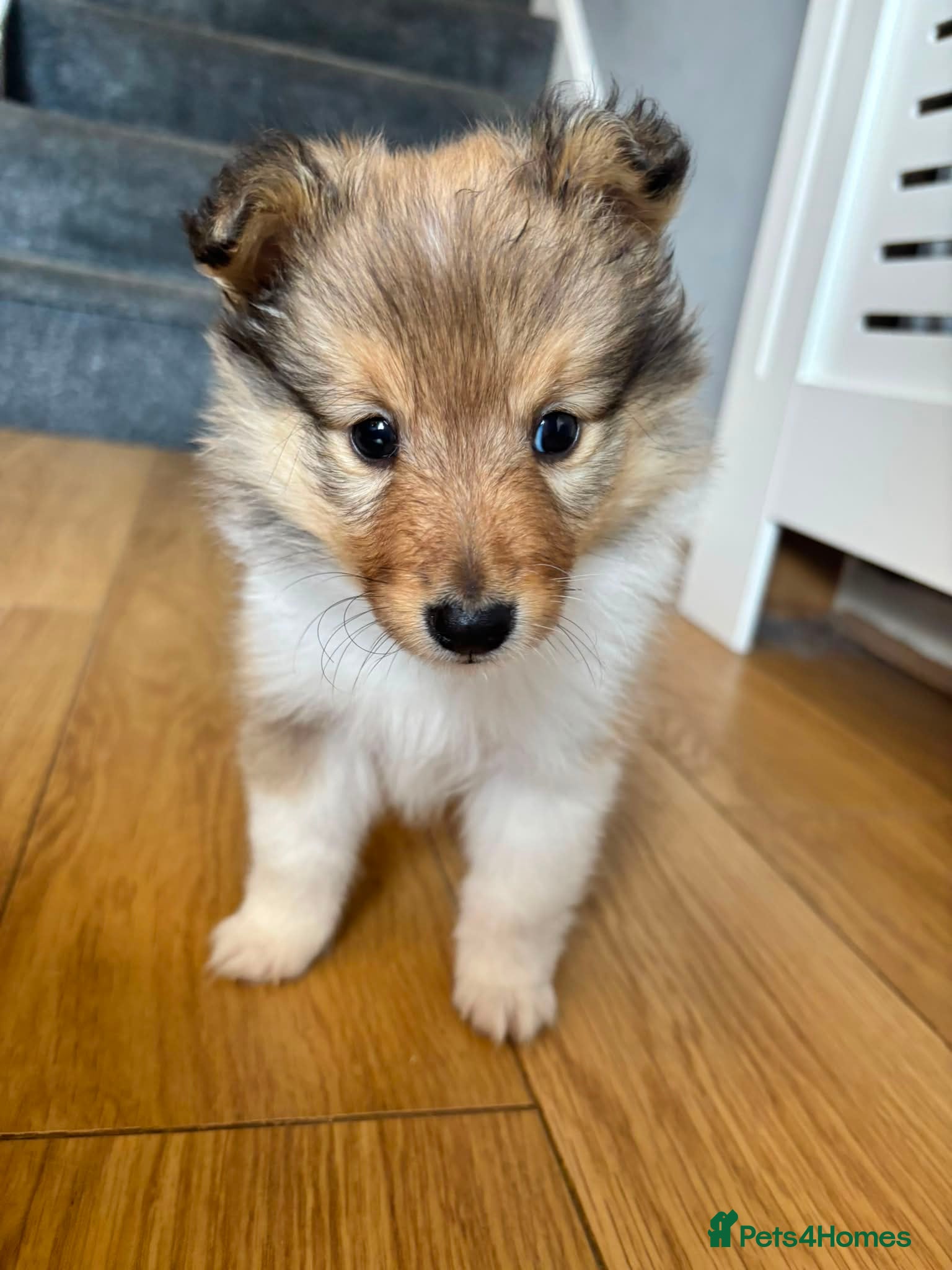 Shetland Sheepdog dogs Shetland Sheepdog Puppies - Advert 3