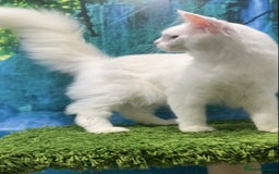 Maine Coon cats for sale: White Maine coon girl spayed TICA registered  - Image 7