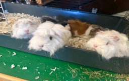 Guinea Pig rodents for sale: Long haired Peruvian Guinea Pigs - Image 3