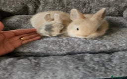 Netherland Dwarf rabbits for sale: Harlequin Netherland Dwarf bunnies  - Advert 14